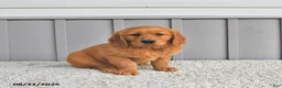 Golden Retriever dogs for sale: Jordan - Ad 5