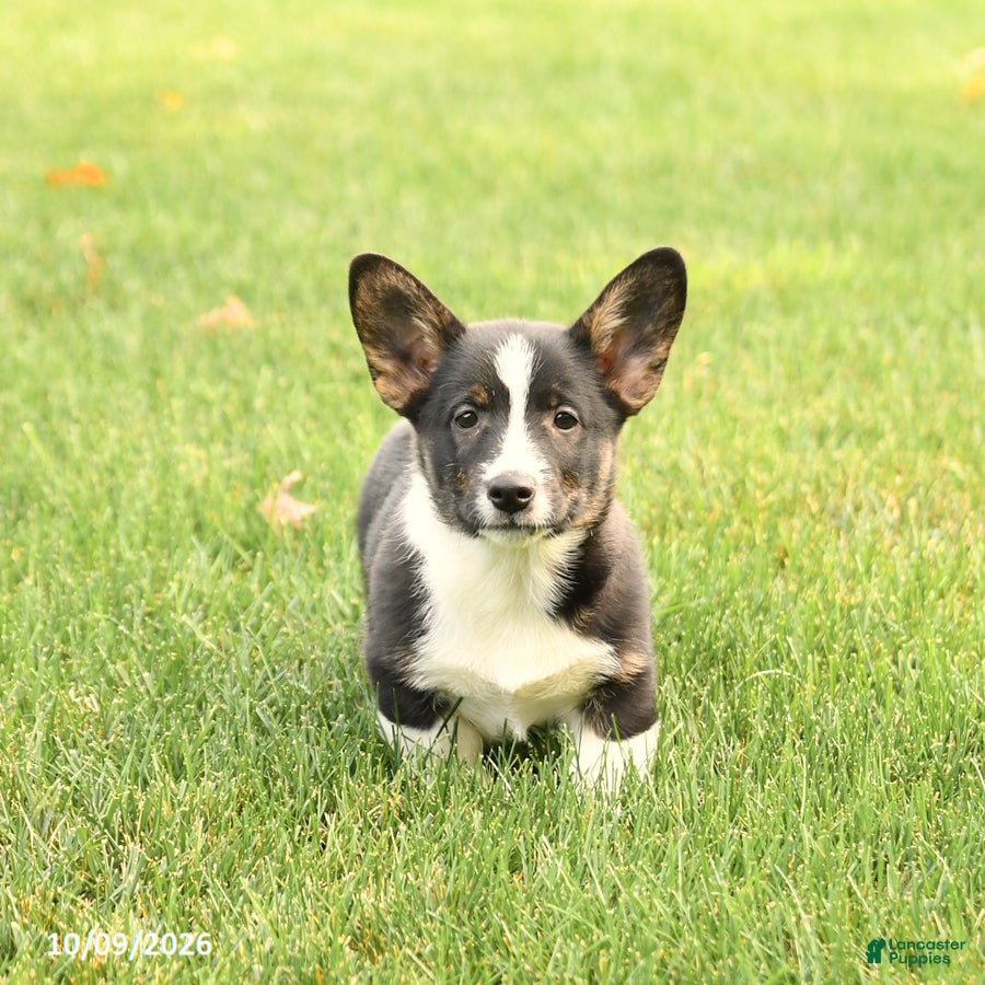 Welsh Corgi Pembroke dogs Alpe - Ad 2