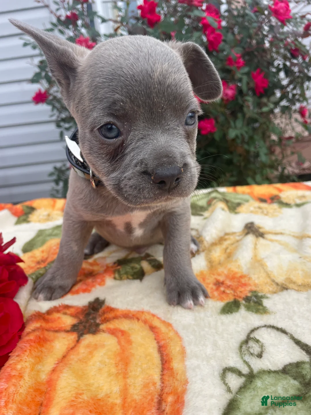 Mixed Breed dogs for sale: Zorro - Ad 4