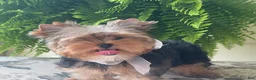 Biewer Terrier dogs for sale: Izzy - Ad 5