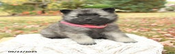 Keeshond dogs for sale: Nikki - Ad 6