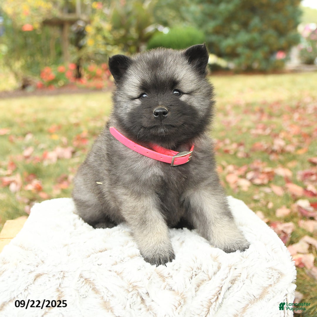 Keeshond dogs for sale: Nikki - Ad 6