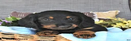 Miniature Dachshund dogs for sale: Buddy - Ad 4