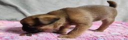 Brussels Griffon dogs for sale: Brussels Griffon  - Ad 2