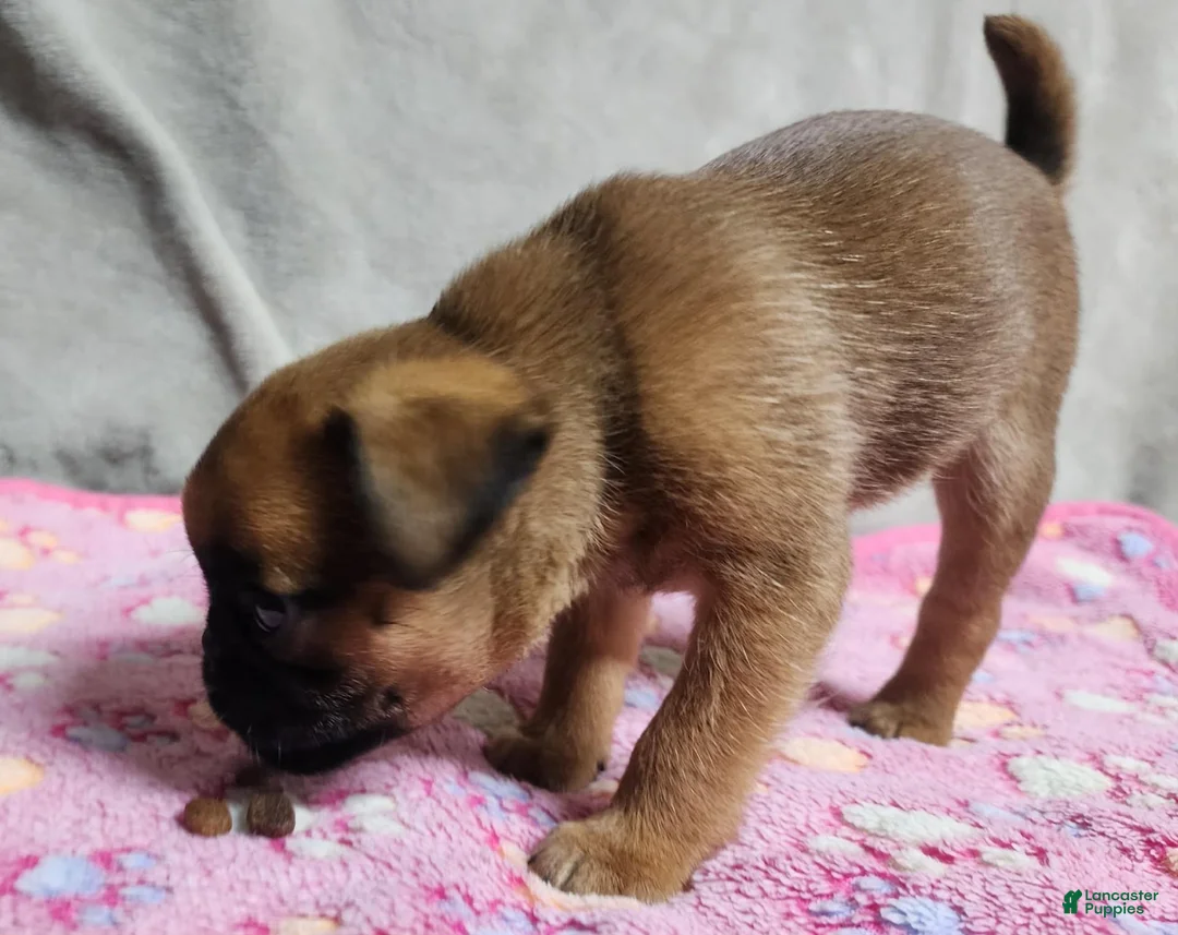 Brussels Griffon dogs for sale: Brussels Griffon  - Ad 2