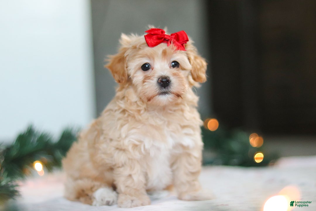 Havapoo dogs for sale: Reese - Ad 2