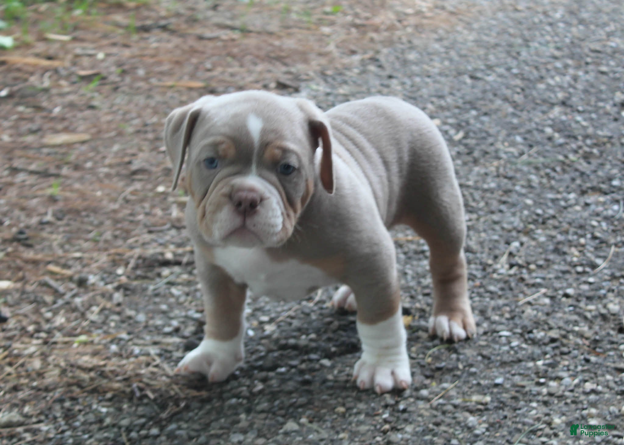 American Bully dogs Rocket - Ad 41