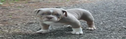American Bully dogs for sale: Rocket - Ad 1
