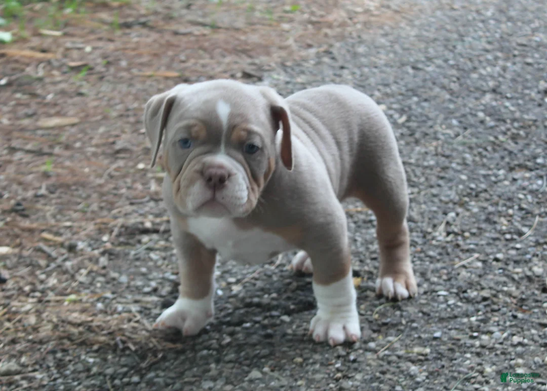 American Bully dogs for sale: Rocket - Ad 1