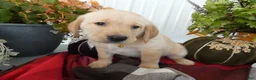 Labrador Retriever dogs for sale: Labrador Retriever 1 Trigger - Ad 2