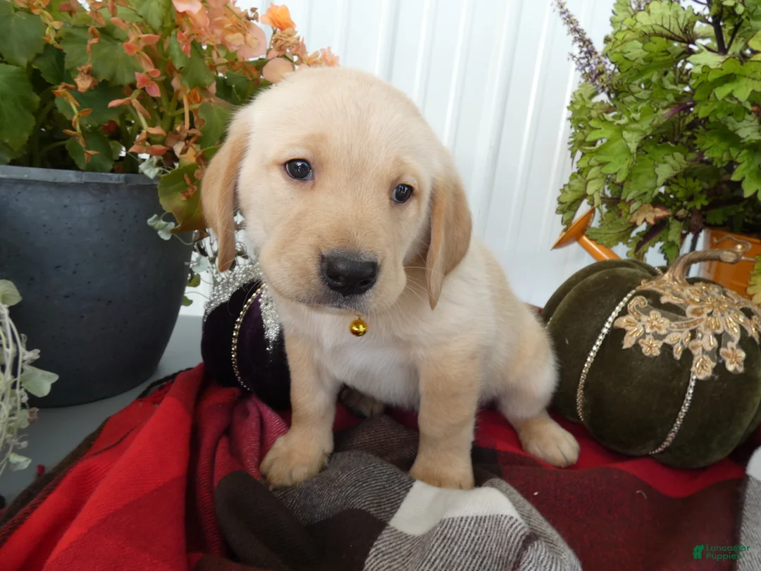 Labrador Retriever dogs for sale: Labrador Retriever 1 Trigger - Ad 2