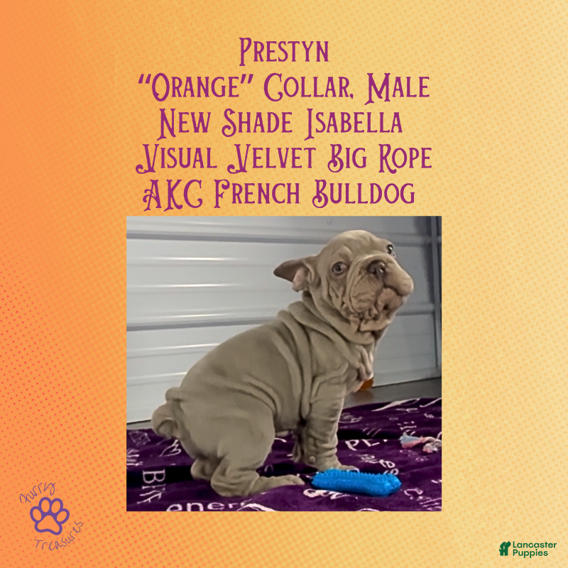 French Bulldog dogs for sale: Prestyn “ Orange” Collar, Male - Ad 14