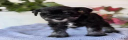 Miniature Schnauzer dogs for sale: Lin - Ad 3