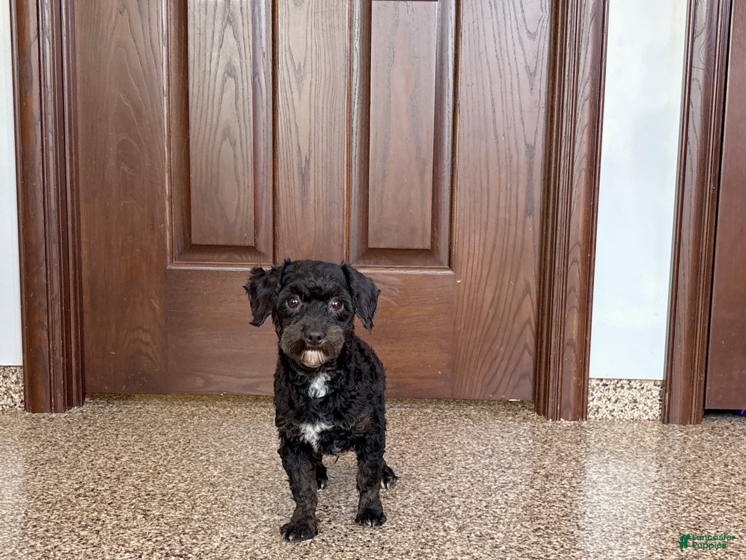 Havapoo dogs for sale: Terry - Ad 5