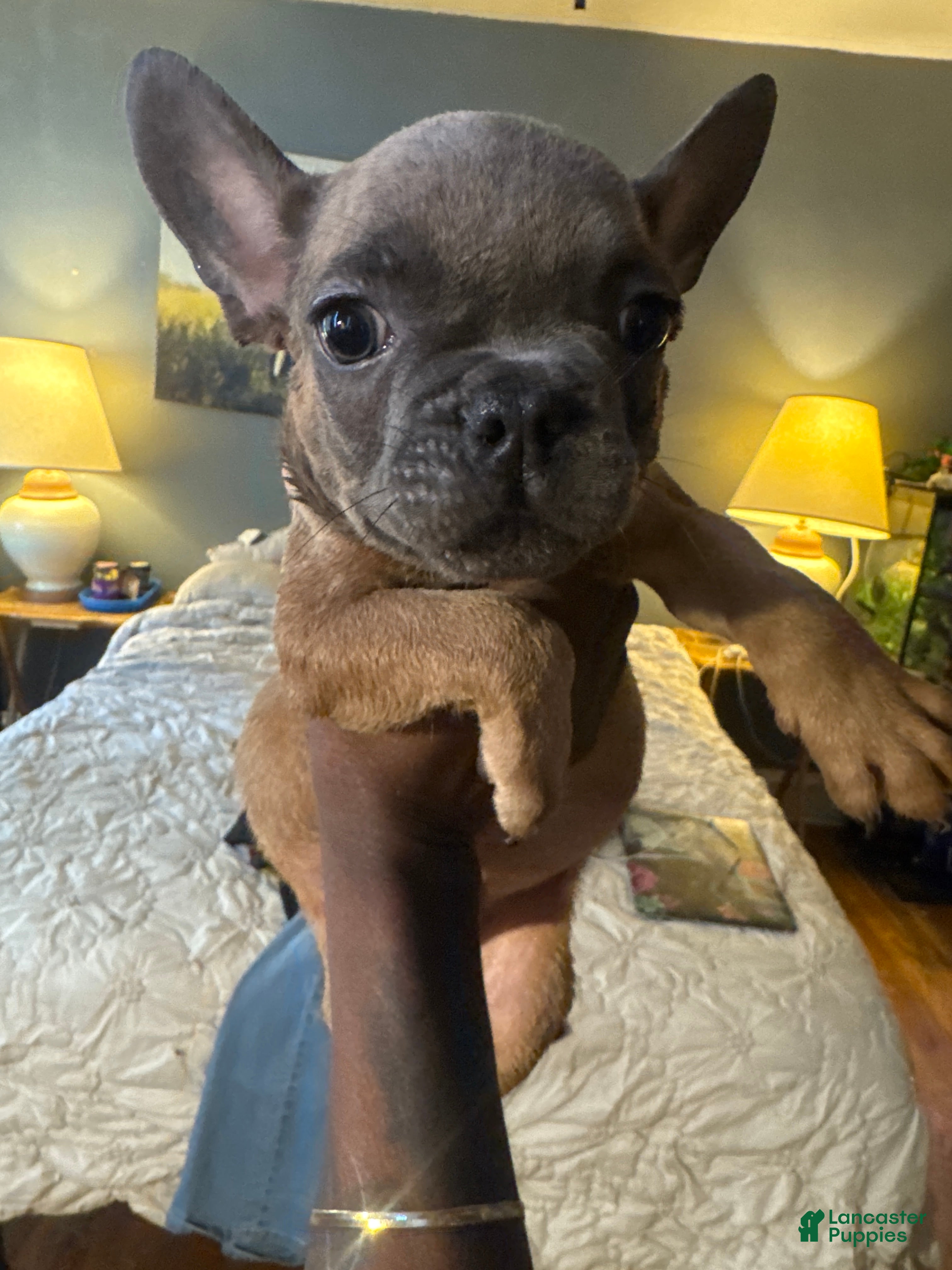 French Bulldog dogs Arthur - Ad 10