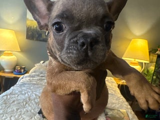 French Bulldog dogs Arthur - Ad 18