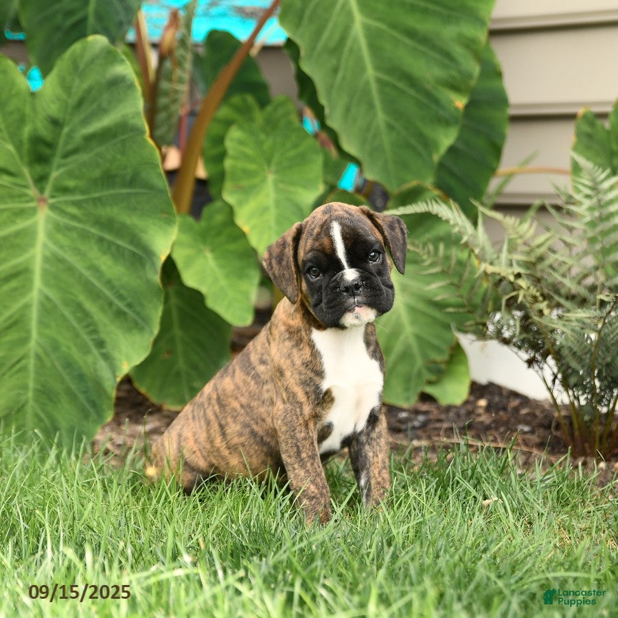 Boxer Puppies for sale in Pennsylvania Lancaster Puppies