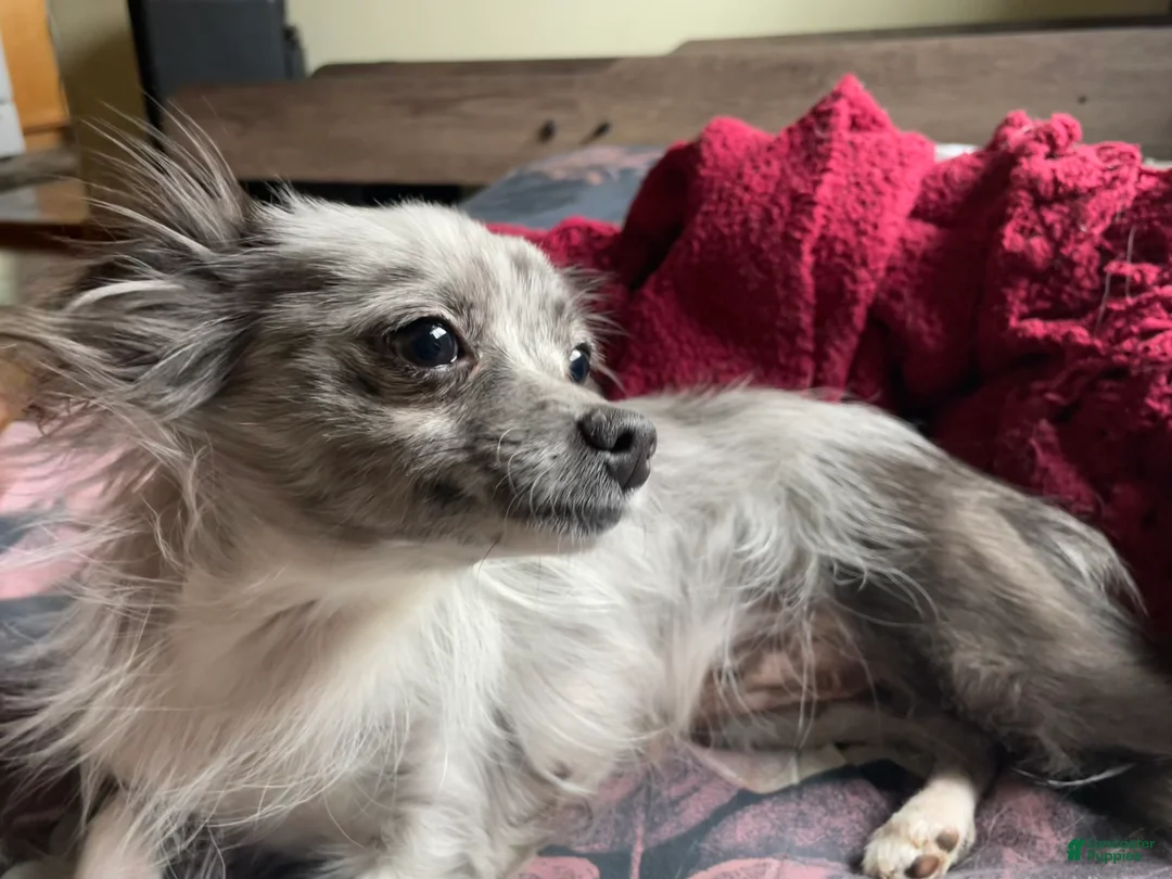 Pomchi dogs for sale: Pomchi Puppy 1 - Ad 3