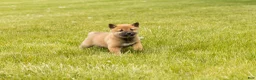 Shiba Inu dogs for sale: Jake - Ad 5