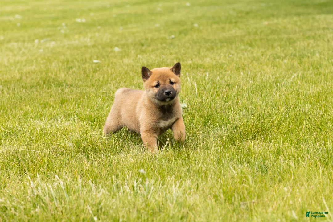 Shiba Inu dogs for sale: Jake - Ad 5