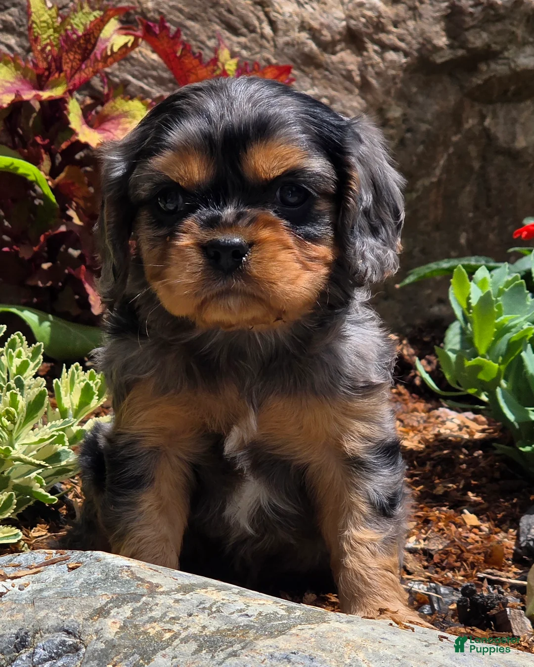 Cavalier King Charles Spaniel dogs for sale: Violet - Ad 2