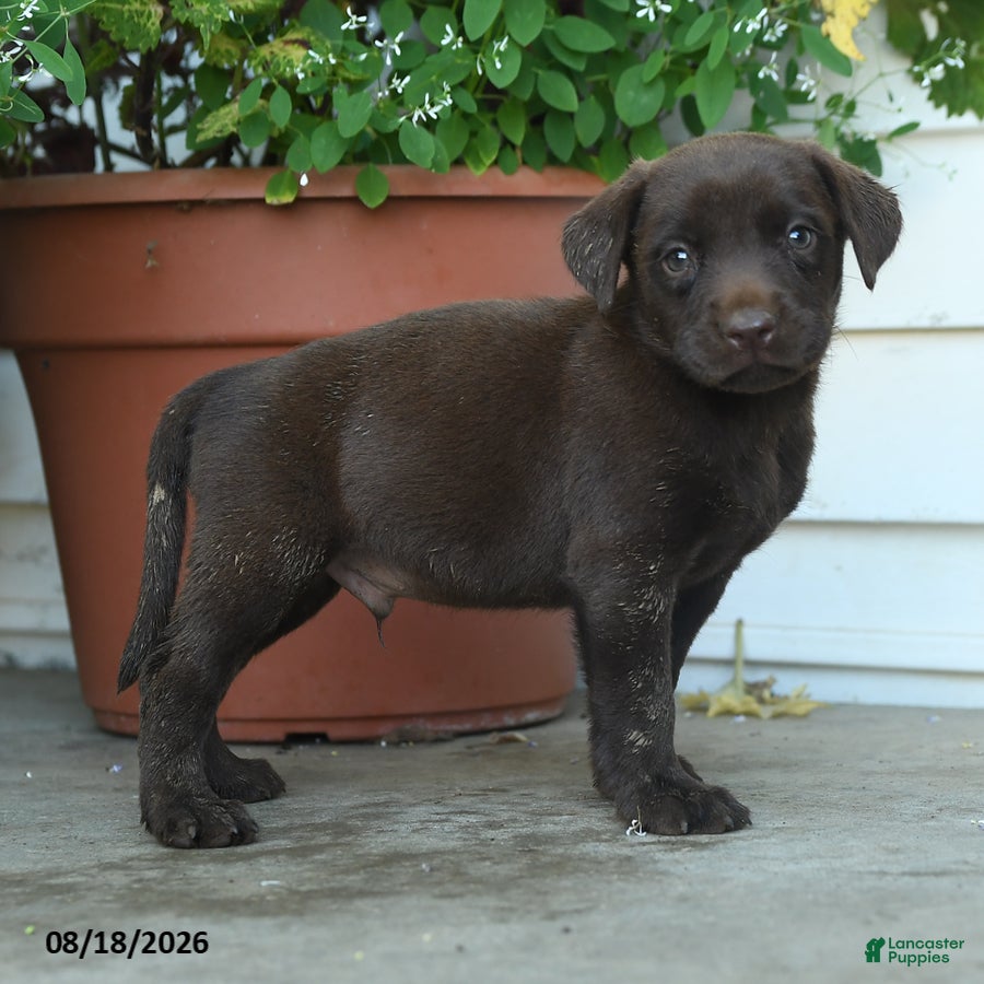Labrador Retriever dogs Pete - Ad 2