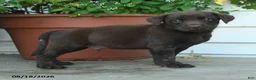 Labrador Retriever dogs for sale: Pete - Ad 2