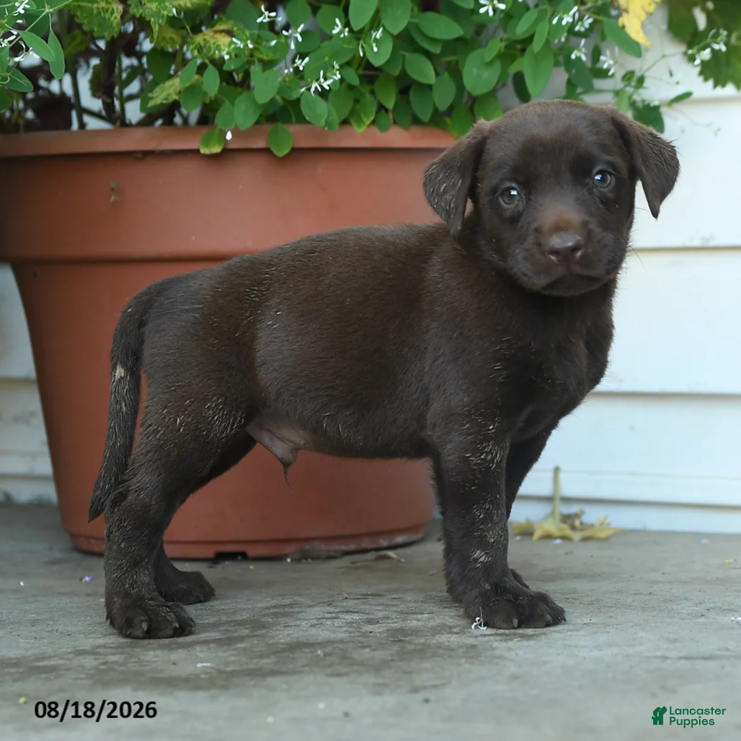 Labrador Retriever dogs for sale: Pete - Ad 2