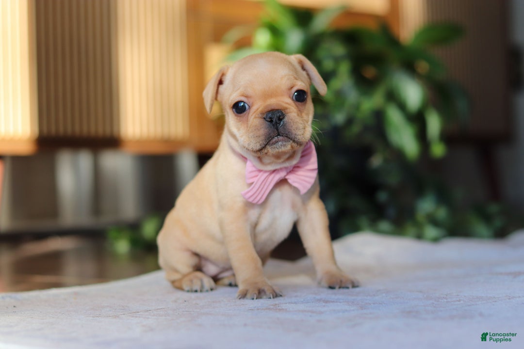 French Bulldog dogs for sale: Hailey - Ad 4