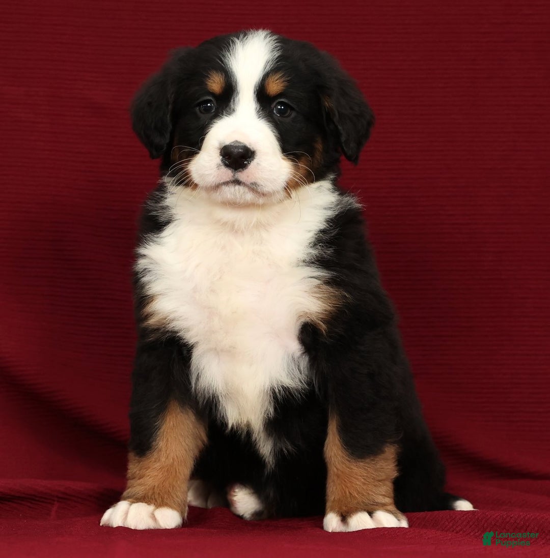 Bernese Mountain Dog dogs for sale: Shane - Ad 3