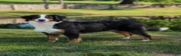 Miniature Bernese Mountain Dog dogs for sale: Macy - Ad 5