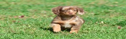 Mixed Breed dogs for sale: Oscar - Ad 3