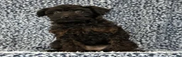 Yorkiepoo dogs for sale: Zara - Ad 6