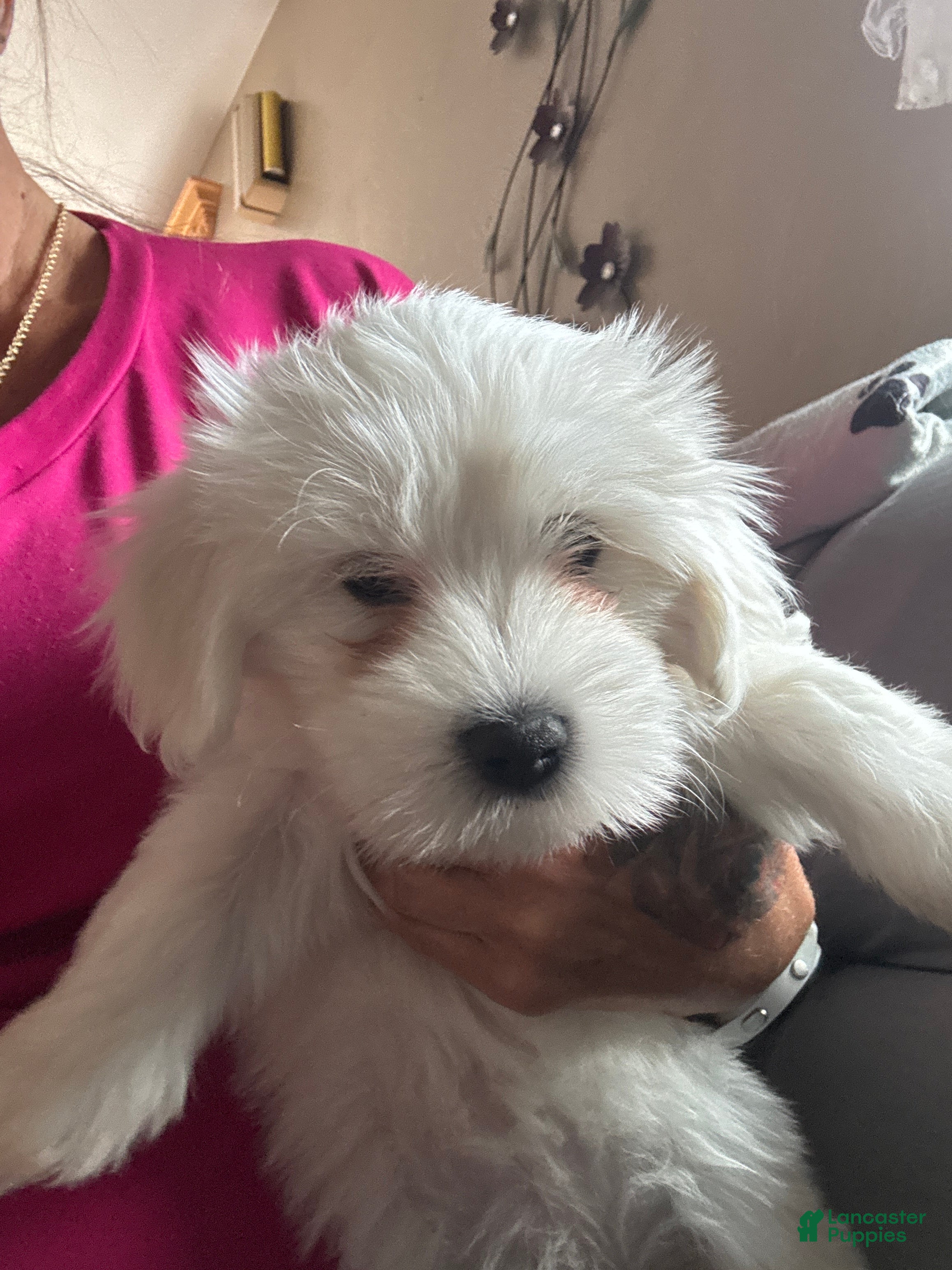 Coton De Tulear dogs Coton De Tulear 4 - Ad 27