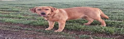 Labrador Retriever dogs for sale: Betty - Ad 3