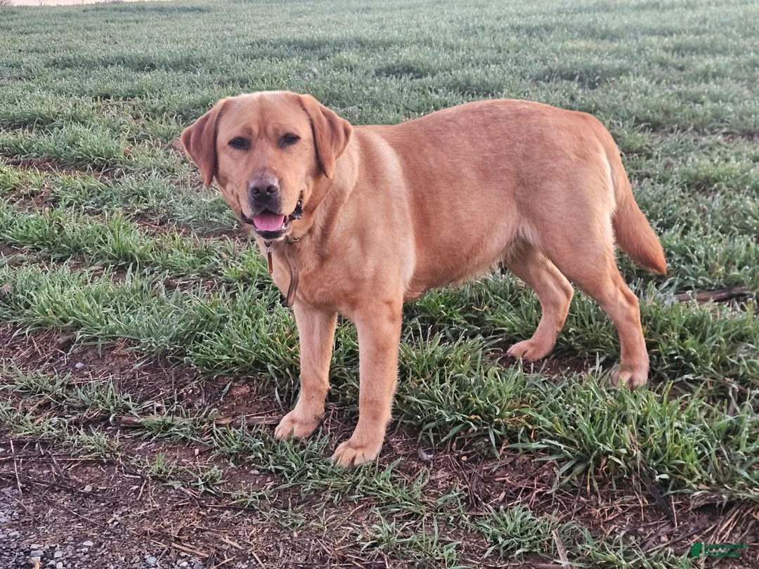 Labrador Retriever dogs for sale: Betty - Ad 3