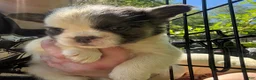 French Bulldog dogs for sale: French Bulldog Puppy 2 (fluffy) - Ad 5