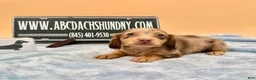 Miniature Dachshund dogs for sale: AKC Russian Carry’s Cream, PRA clear - Ad 3