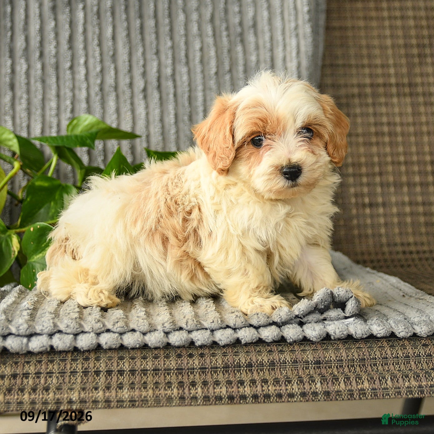 Bichpoo dogs Caden  - Ad 2