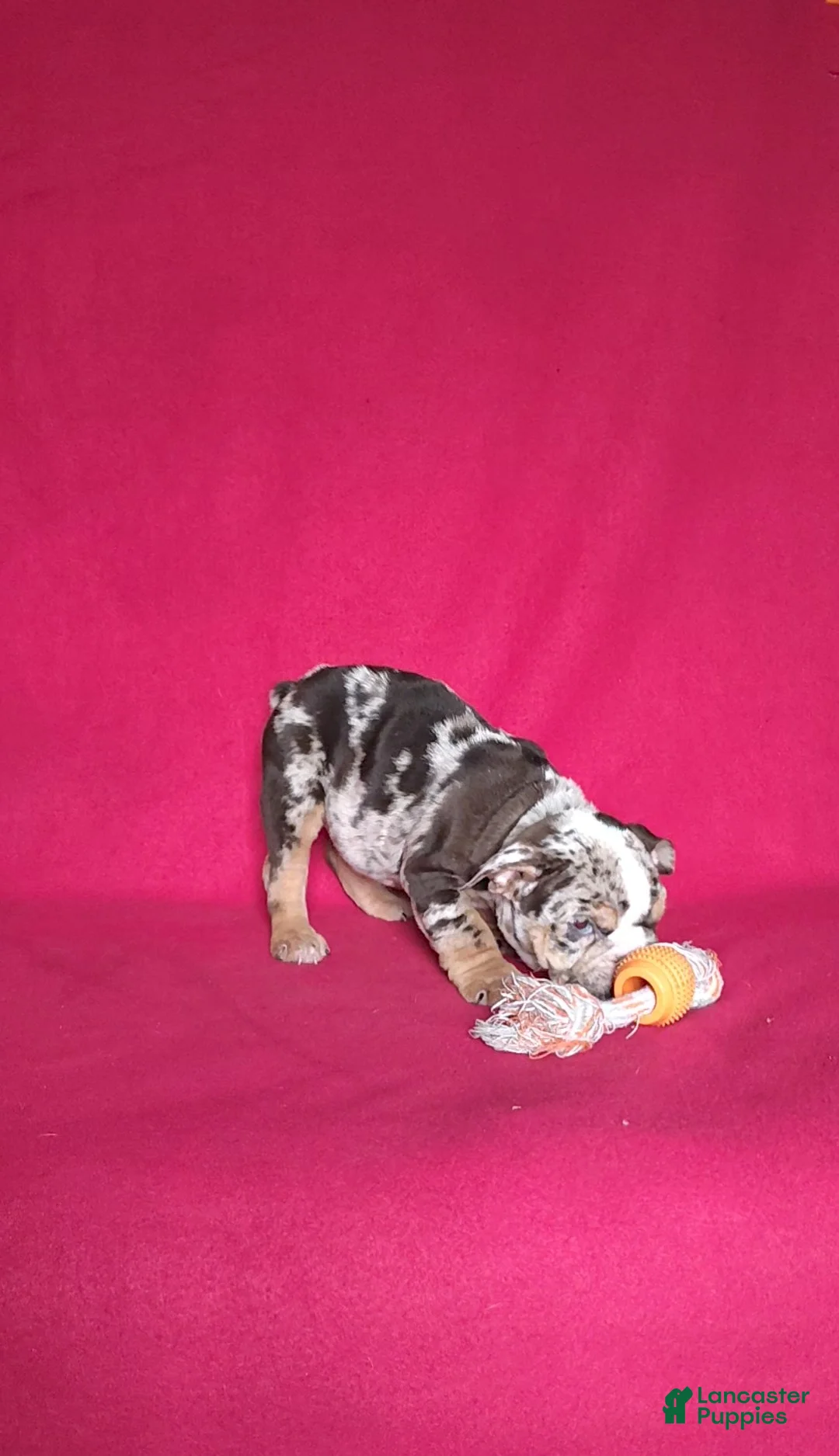 English Bulldog dogs for sale: Reba - Ad 6