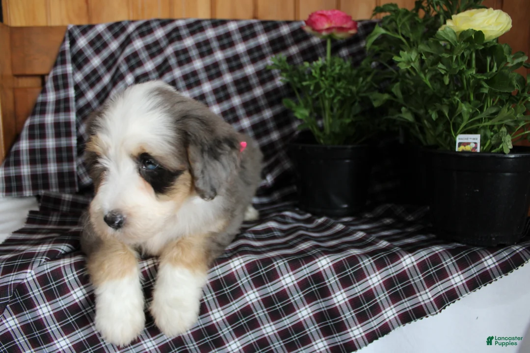 Bernedoodle dogs for sale: Cuddles - Ad 2