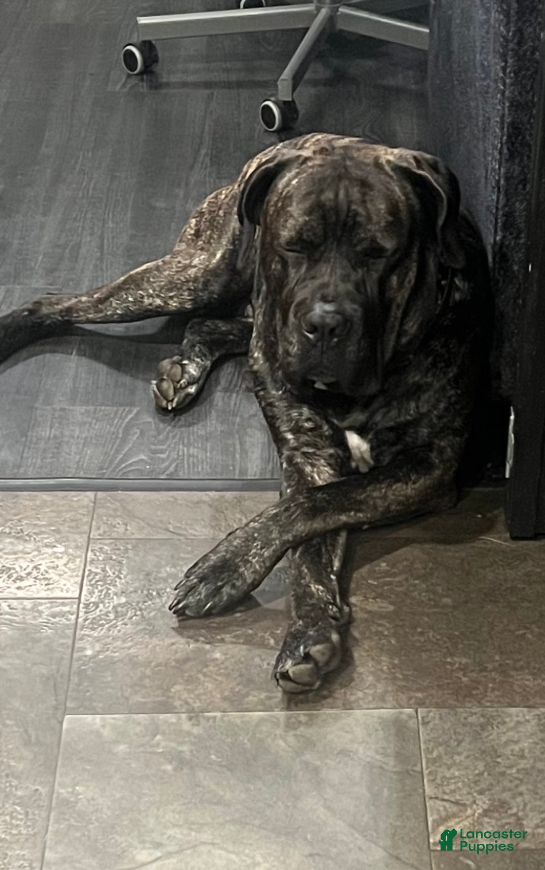 Cane Corso dogs for sale: Garcia - Ad 13