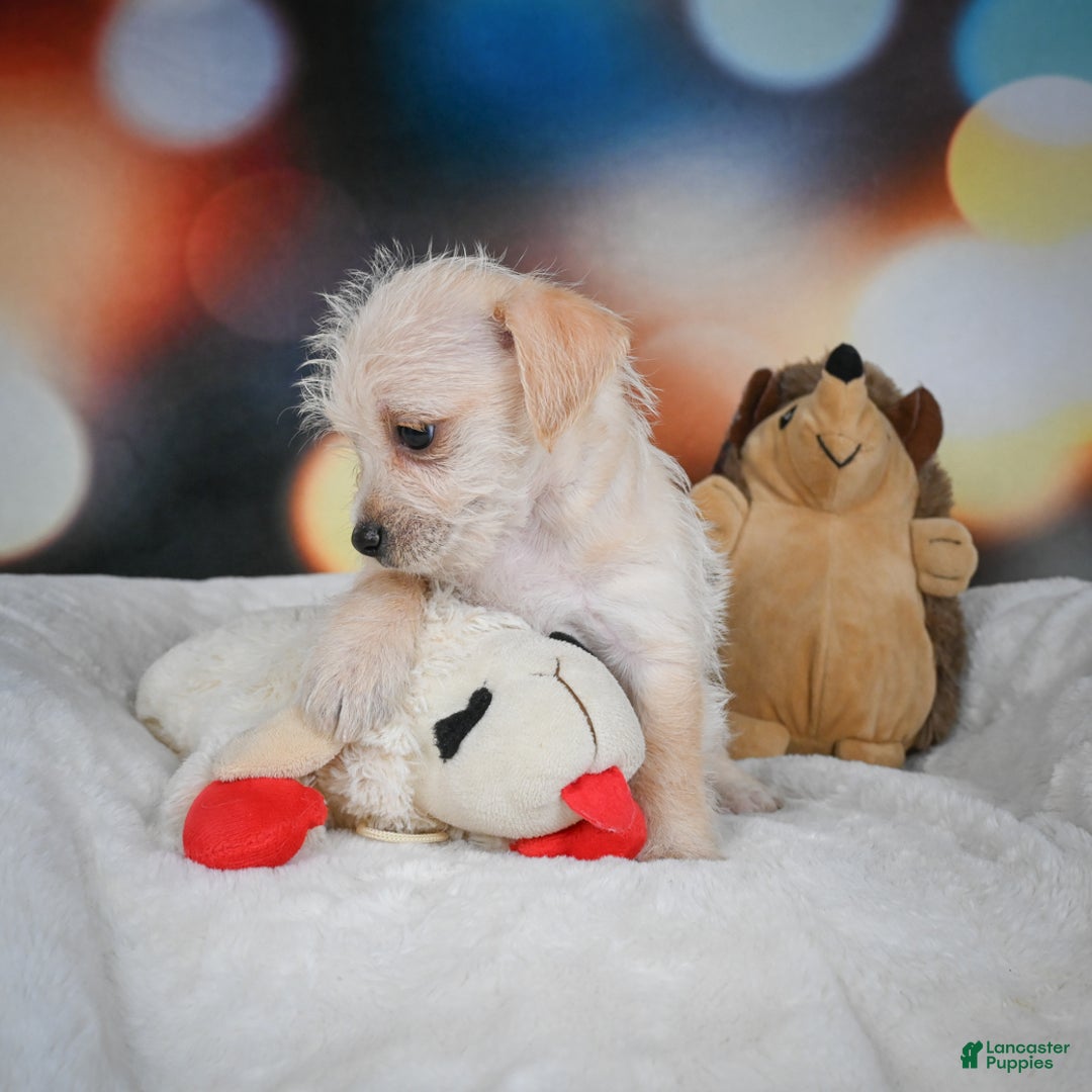 Chihuahua dogs for sale: Hadassah - Ad 8