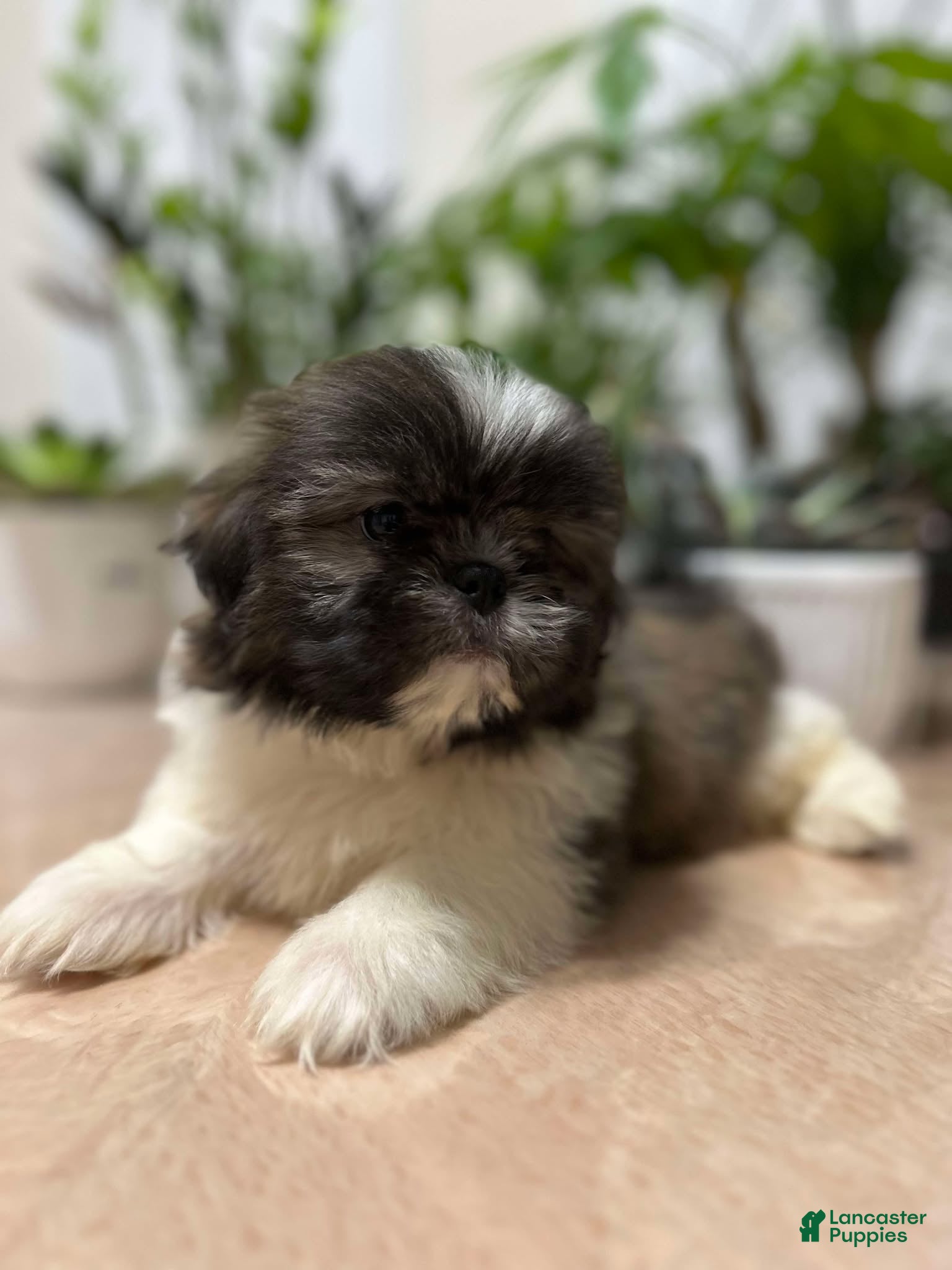 Shih Tzu dogs Anna - Ad 37