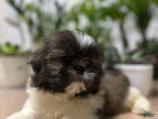 Shih Tzu dogs Anna - Ad 36
