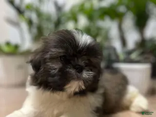 Shih Tzu dogs Anna - Ad 9