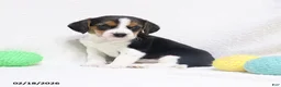 Beagle dogs for sale: Nixon - Ad 6