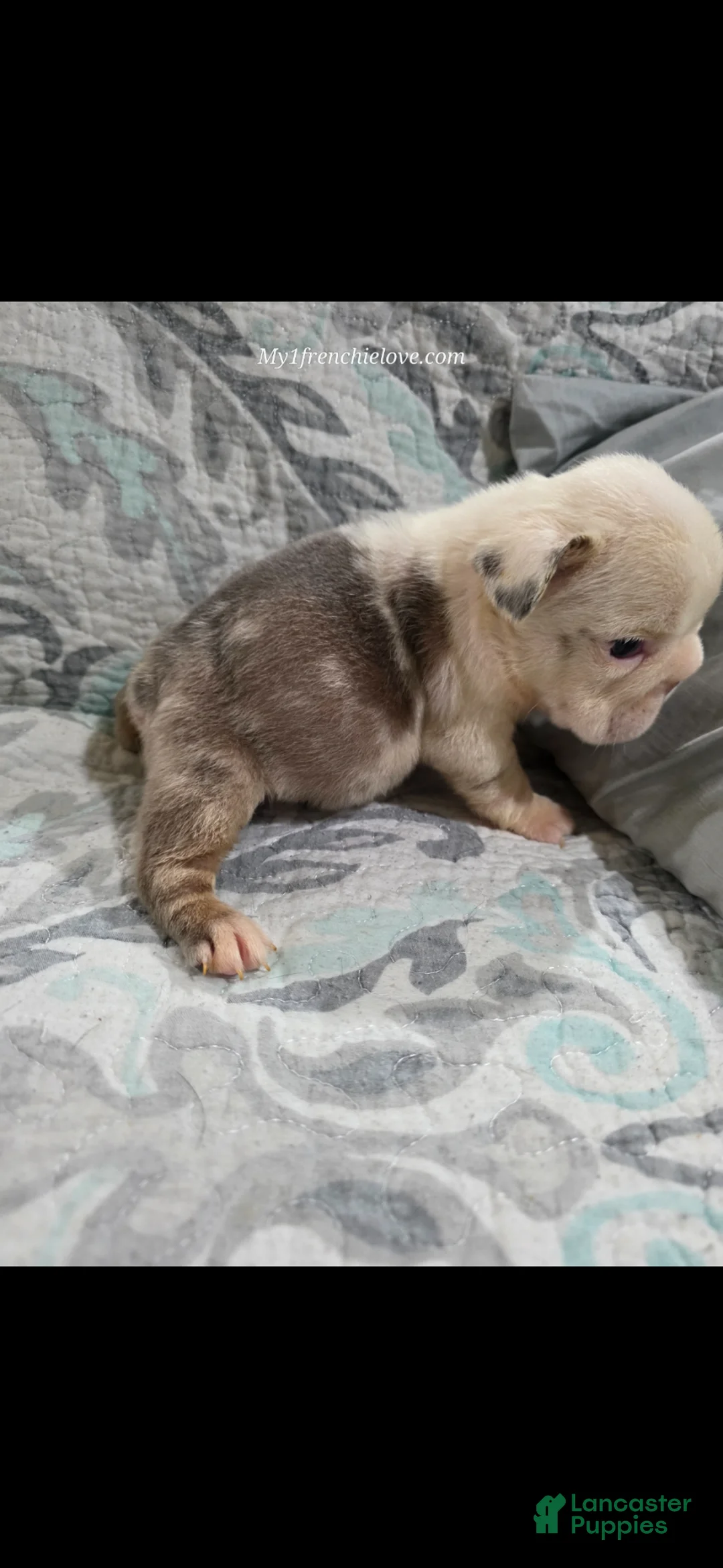 French Bulldog dogs for sale: Monica - Ad 2
