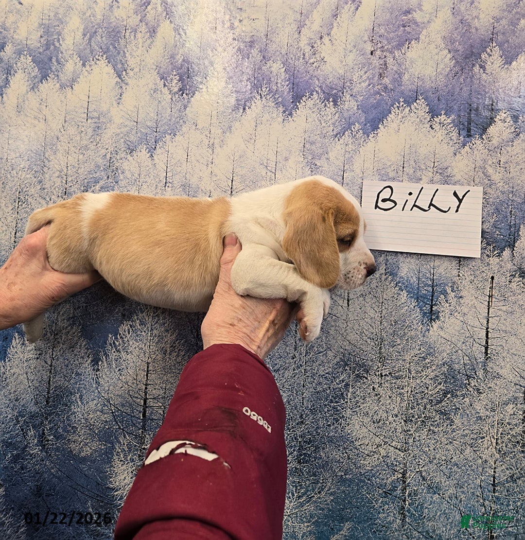 Beagle dogs for sale: Billy - Ad 3