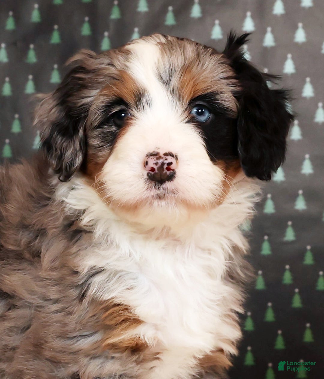 Mini Bernedoodle dogs for sale: Otis - Ad 9